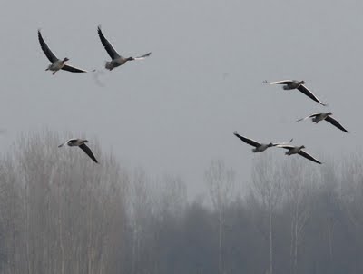 Burung Ternyata Dapat Terbang Menembus Badai Topan!!