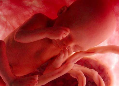 Ternyata Dalam Rahim Bayi Belajar Nangis Dan Tertawa!!