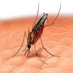 Malaria Malaria Penyakit Mematikan!!