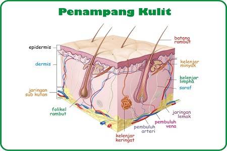 Bagian Bagian Kulit